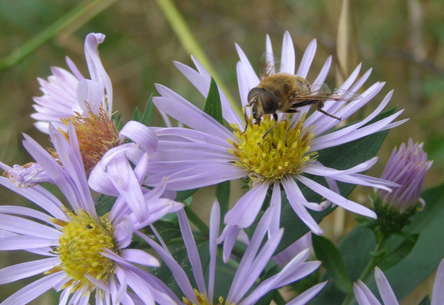 Symphyotrichum novi-belgii / Astro americano