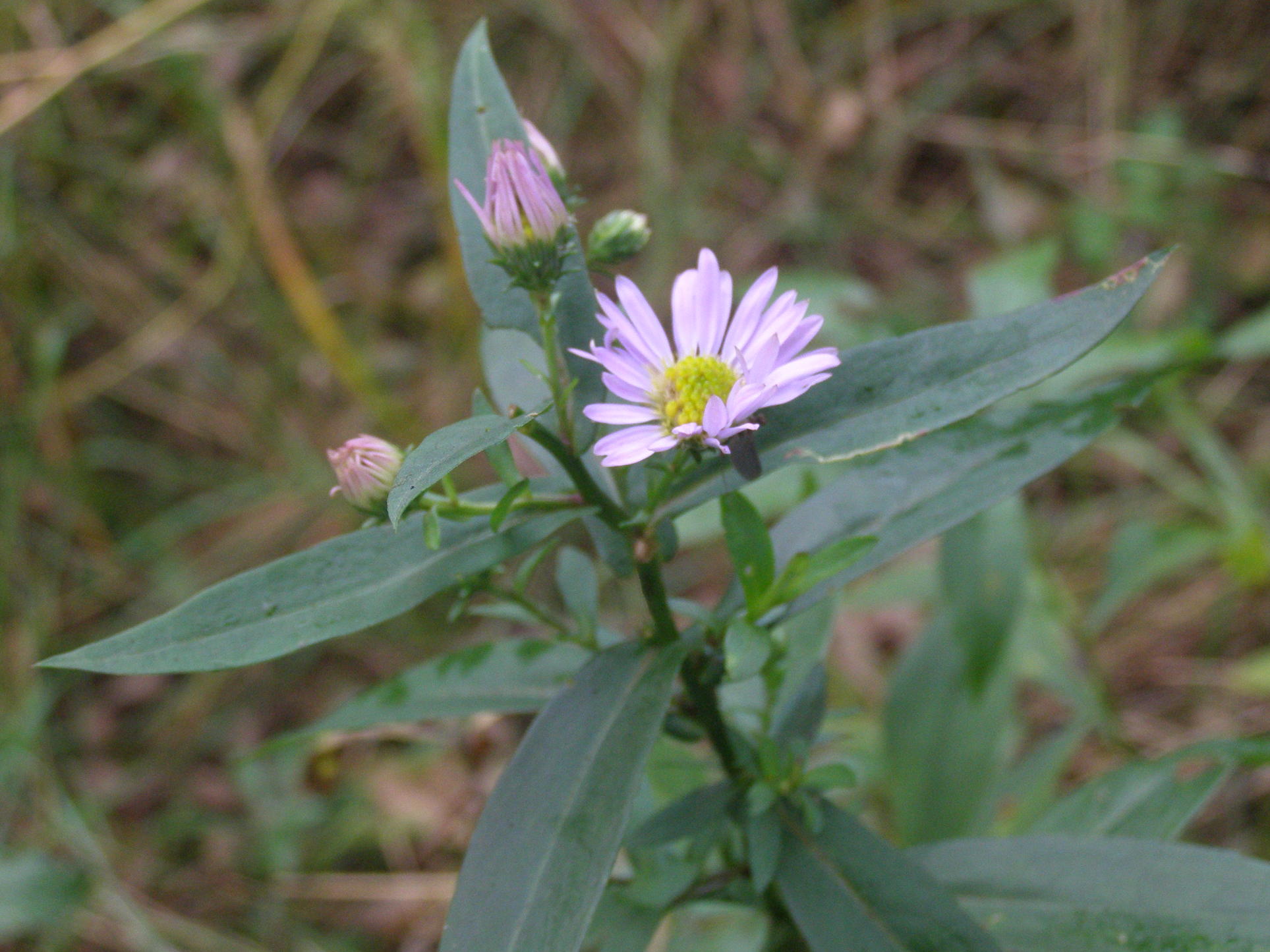 Symphyotrichum novi-belgii / Astro americano