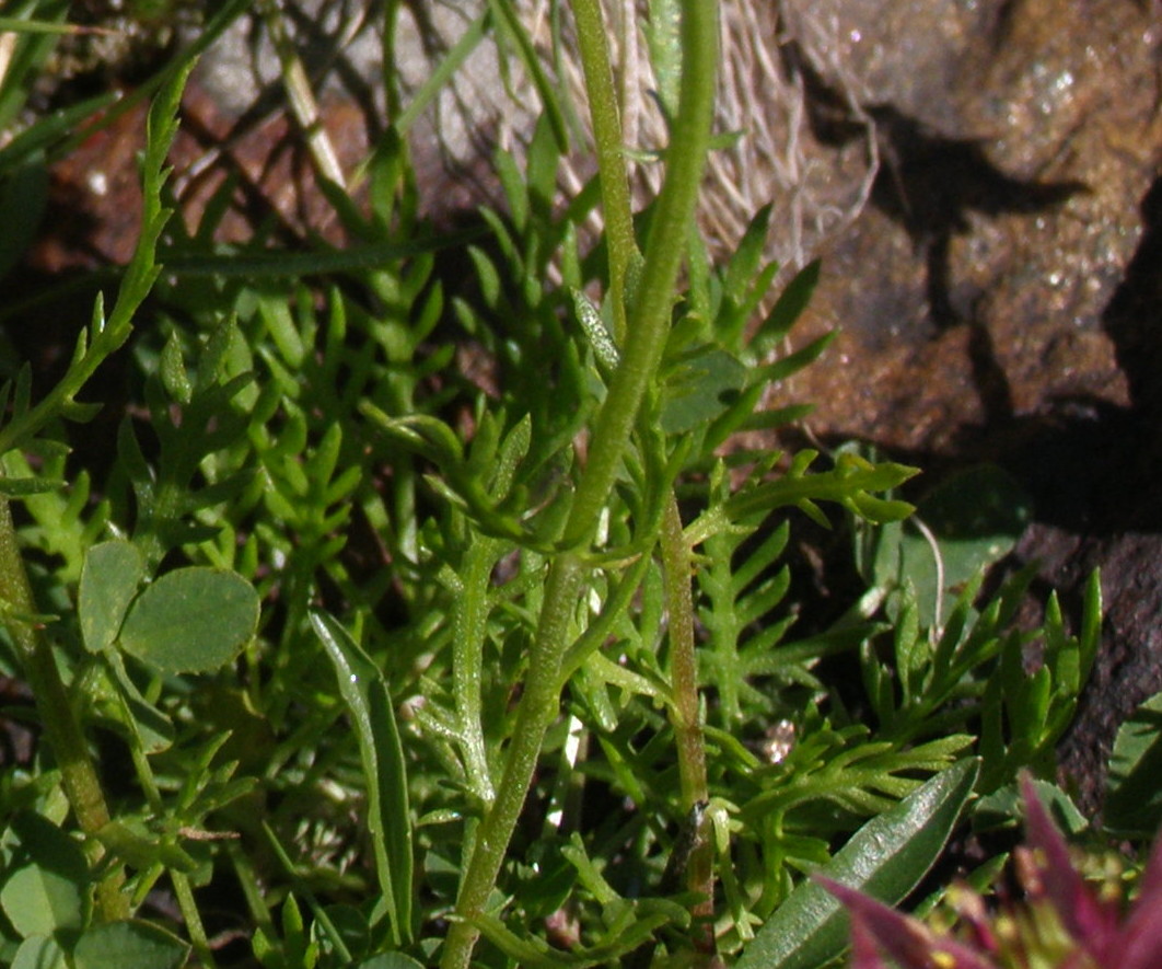 Achillea moschata / Achillea moscata