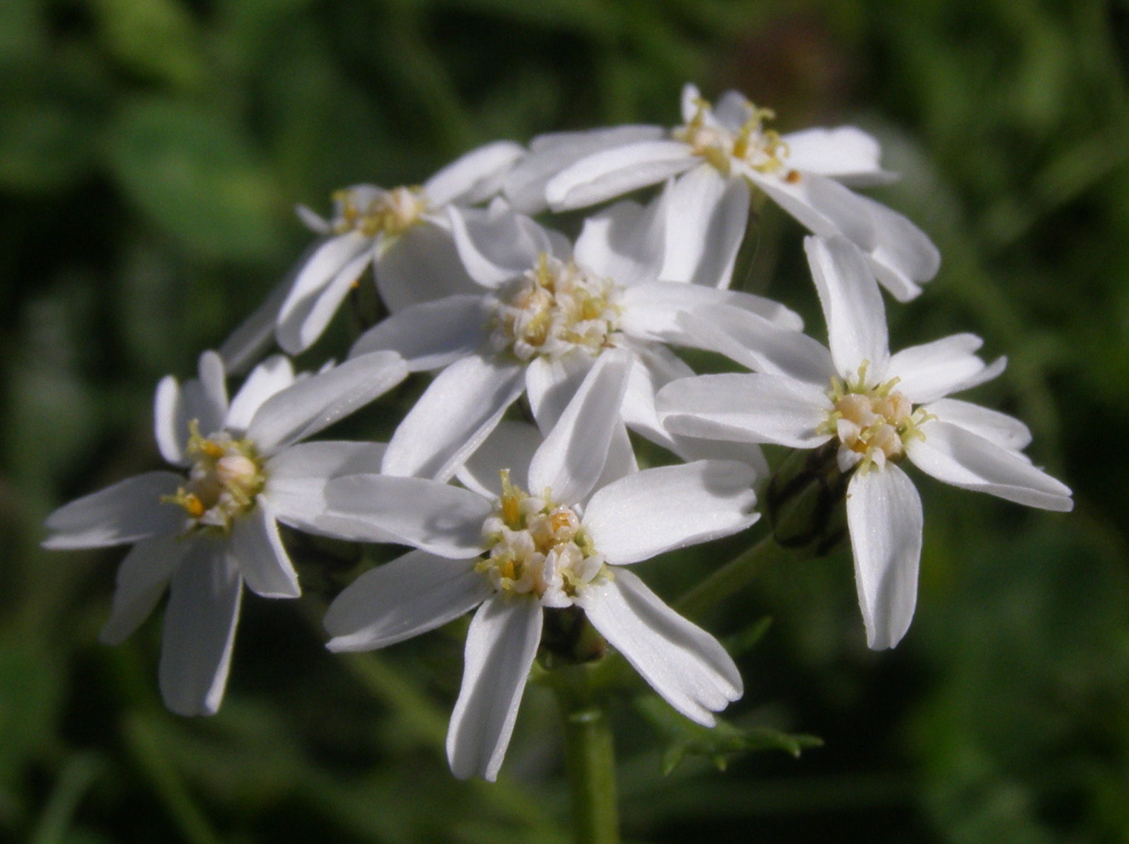 Achillea moschata / Achillea moscata