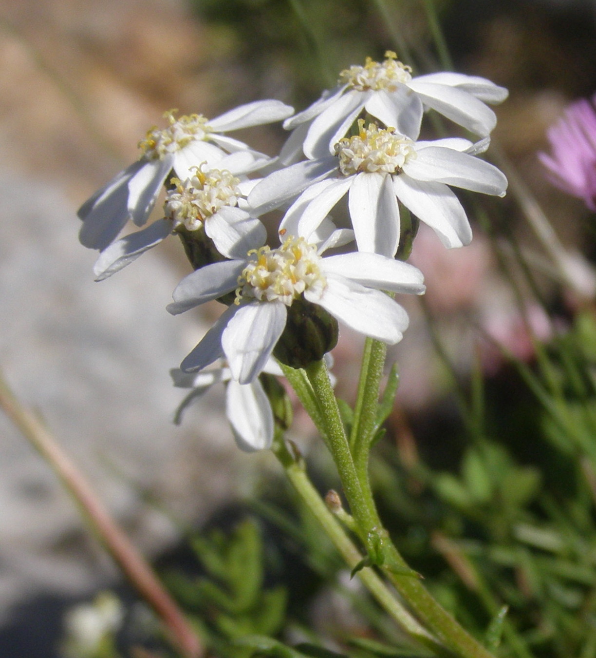 Achillea moschata / Achillea moscata