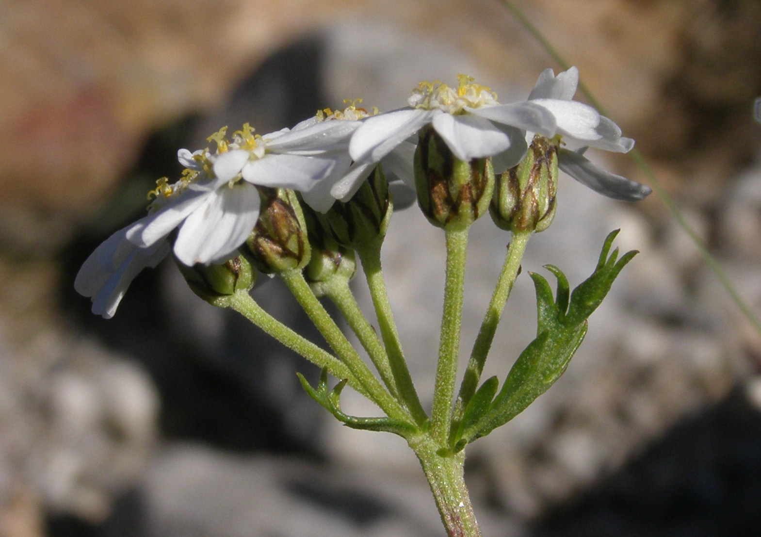 Achillea moschata / Achillea moscata