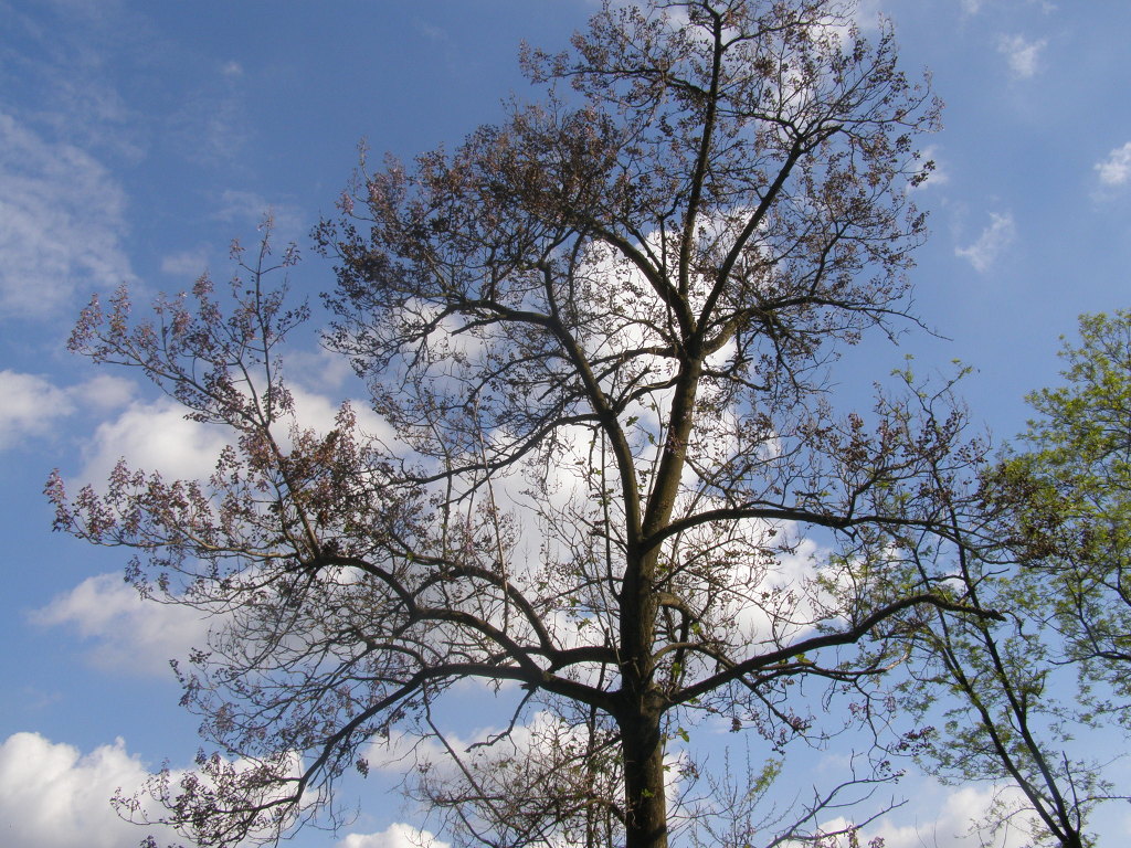 Paulownia tomentosa