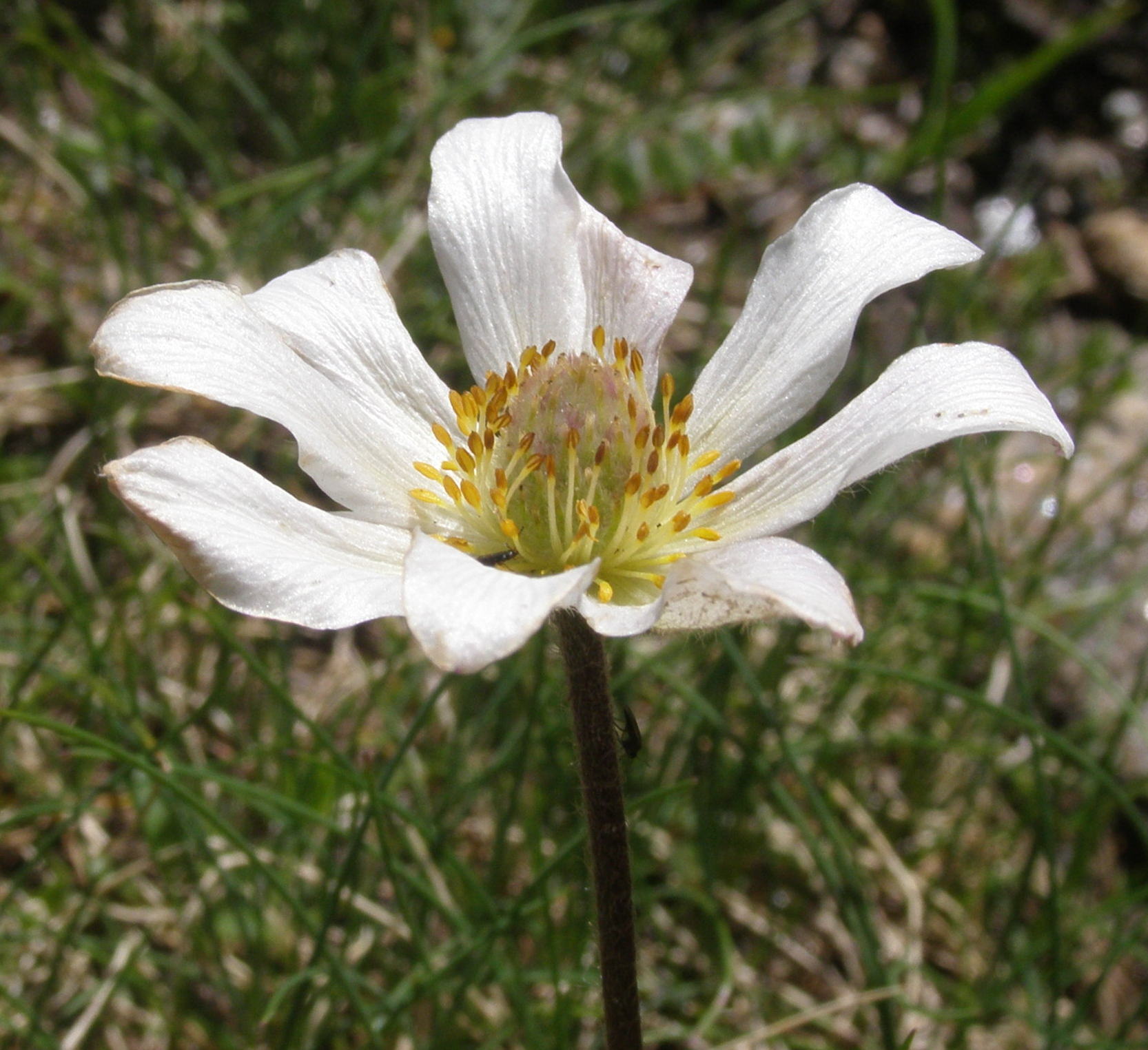 Anemonoides baldensis / Anemone del Monte Baldo