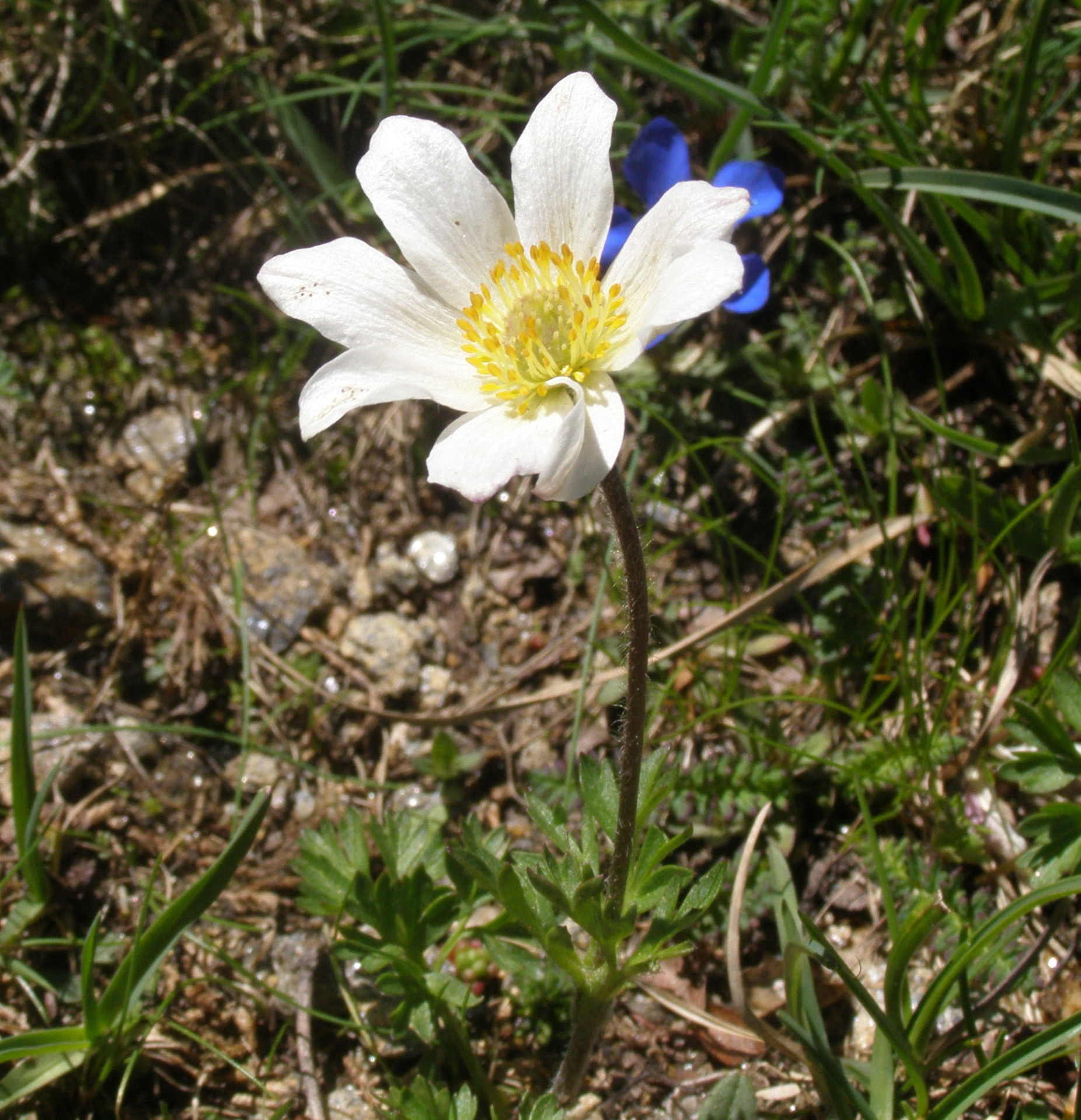 Anemonoides baldensis / Anemone del Monte Baldo