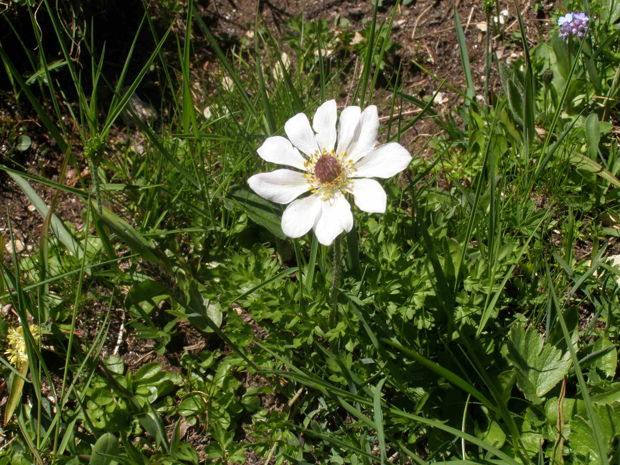 Anemonoides baldensis / Anemone del Monte Baldo