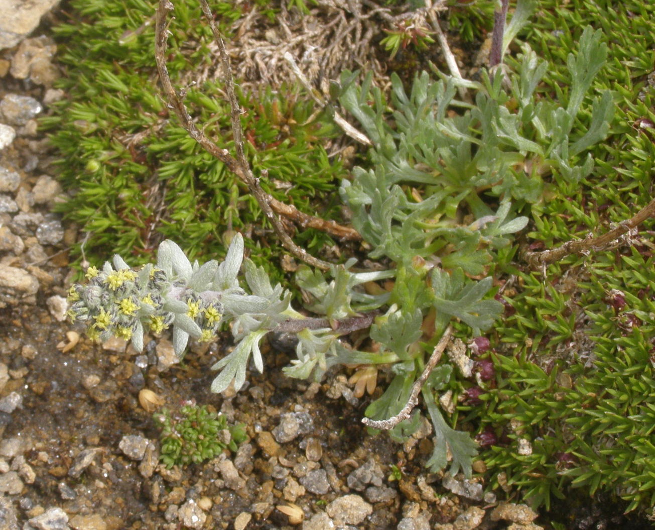 artemisia da det.