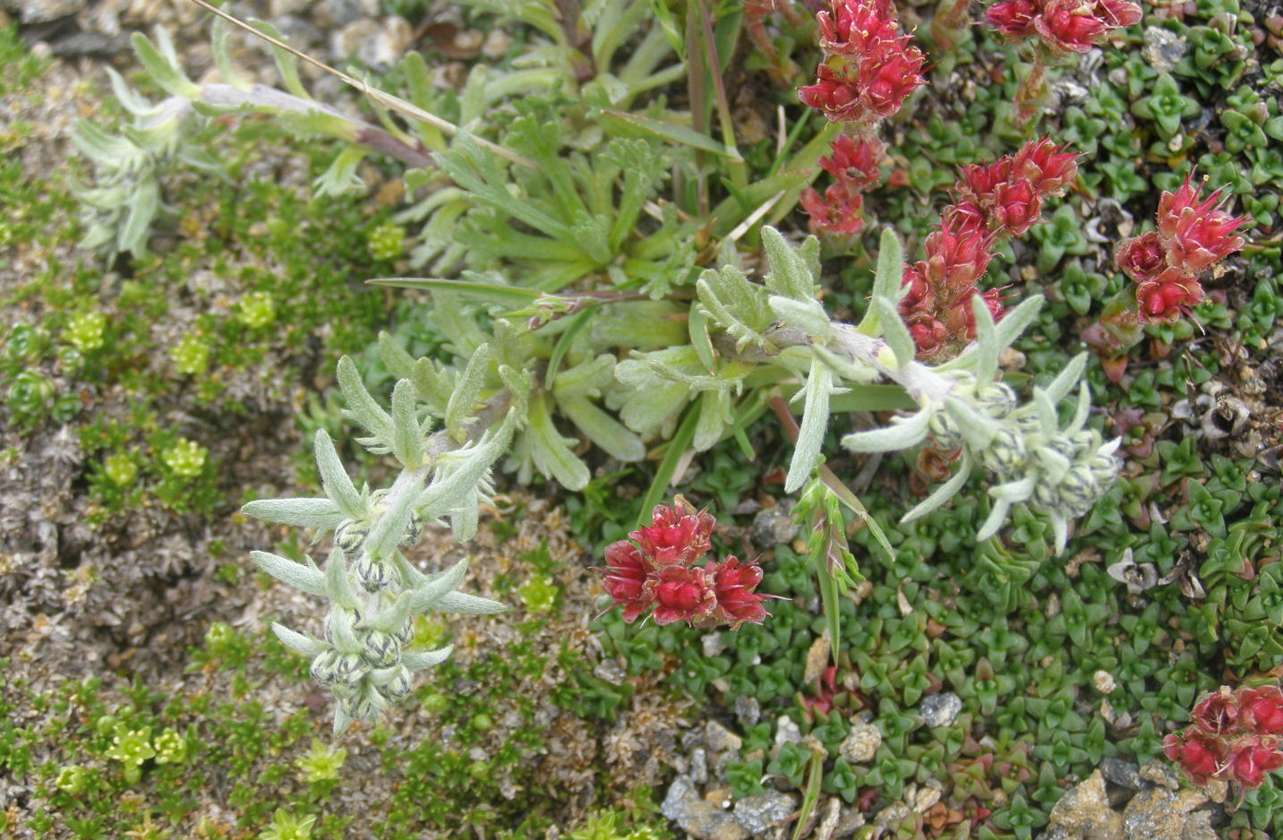 artemisia da det.