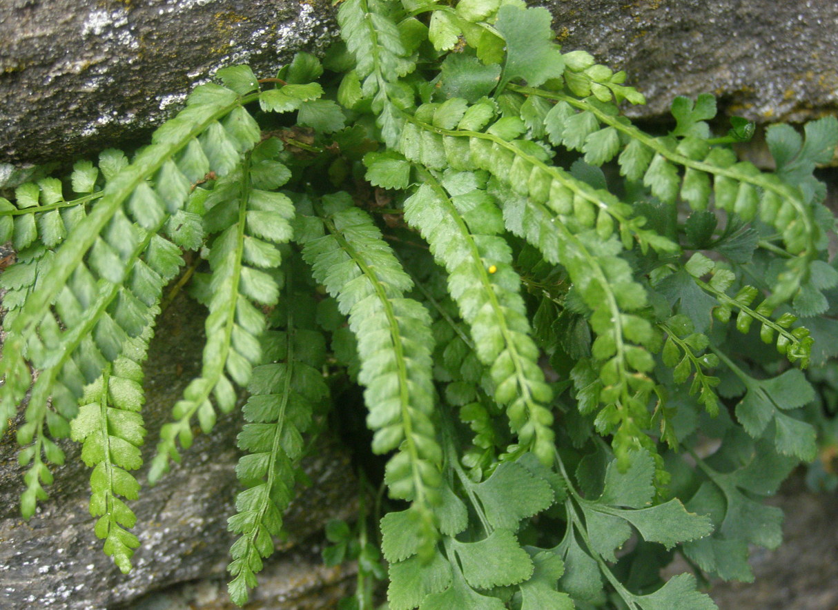 Asplenium viride e Asplenium trichomanes