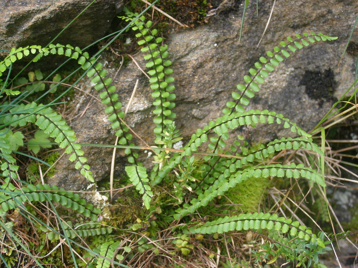 Asplenium viride e Asplenium trichomanes