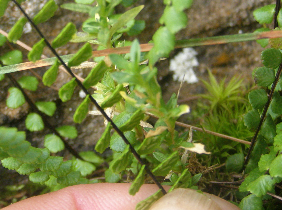 Asplenium viride e Asplenium trichomanes