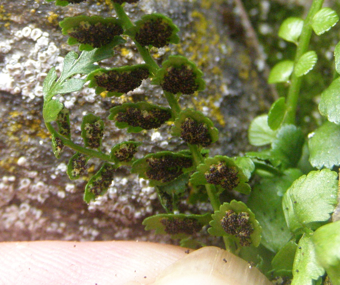 Asplenium viride e Asplenium trichomanes