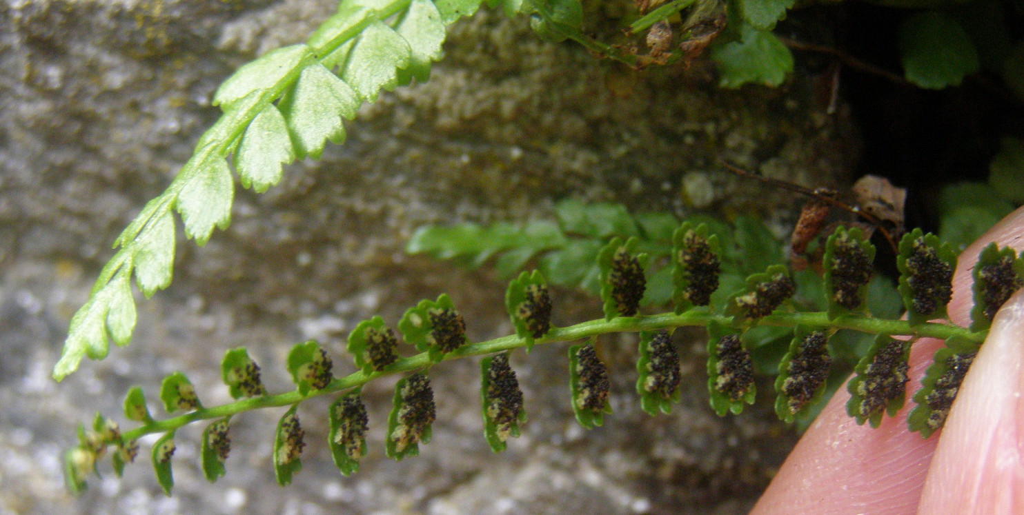 Asplenium viride e Asplenium trichomanes