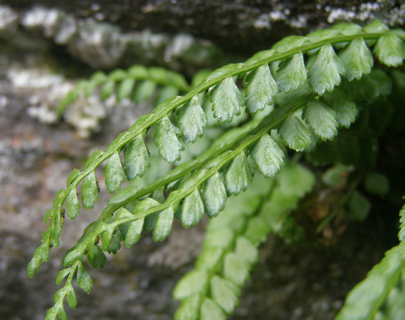 Asplenium viride e Asplenium trichomanes