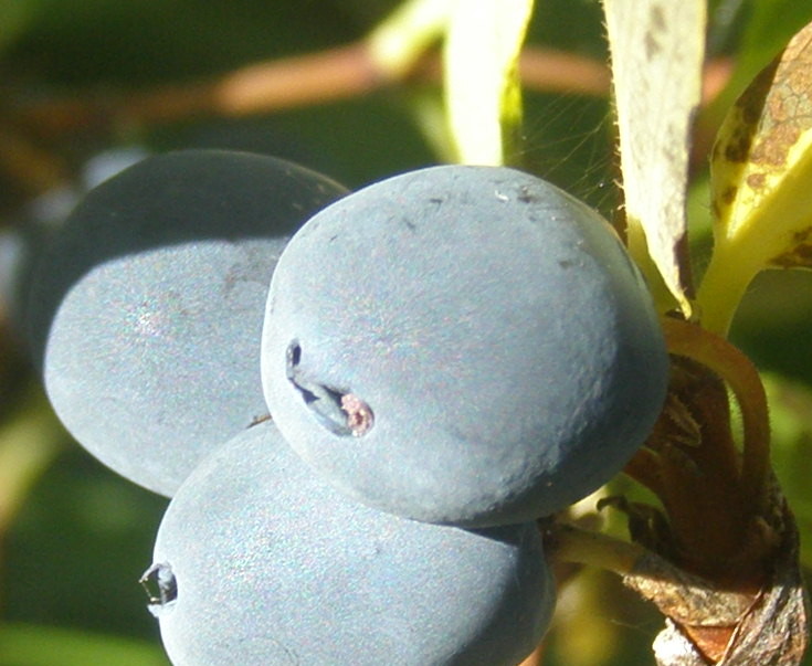 Lonicera caerulea / Caprifoglio turchino