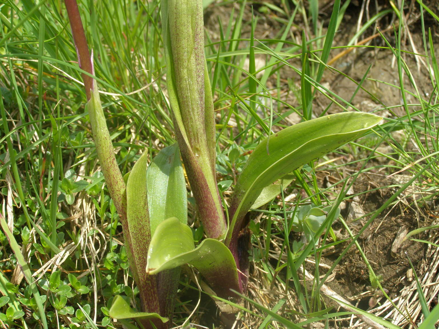 Orchis mascula subsp. speciosa