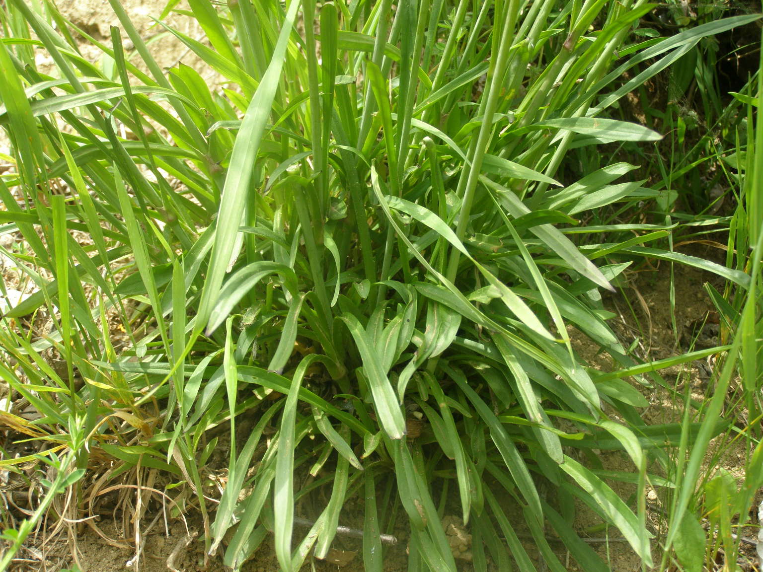Viscaria vulgaris (=Lychnis viscaria) /Crotonella vischiosa
