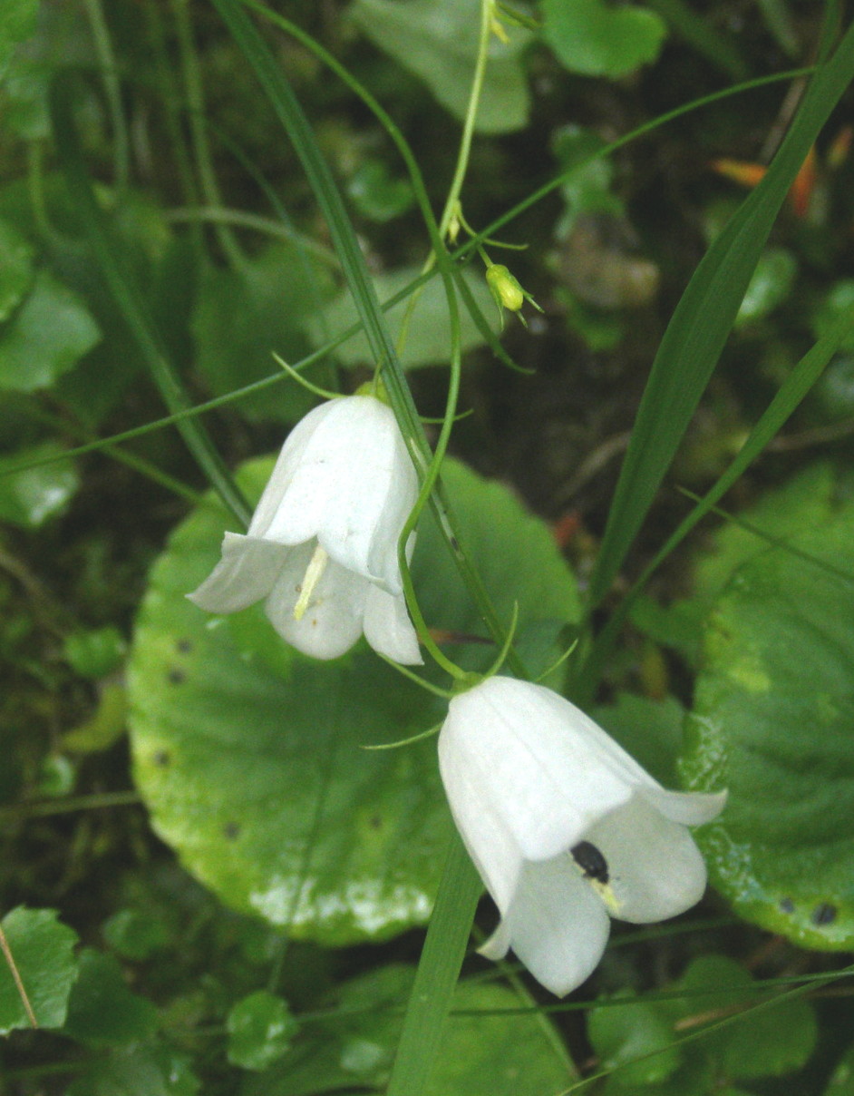 campanula da det.