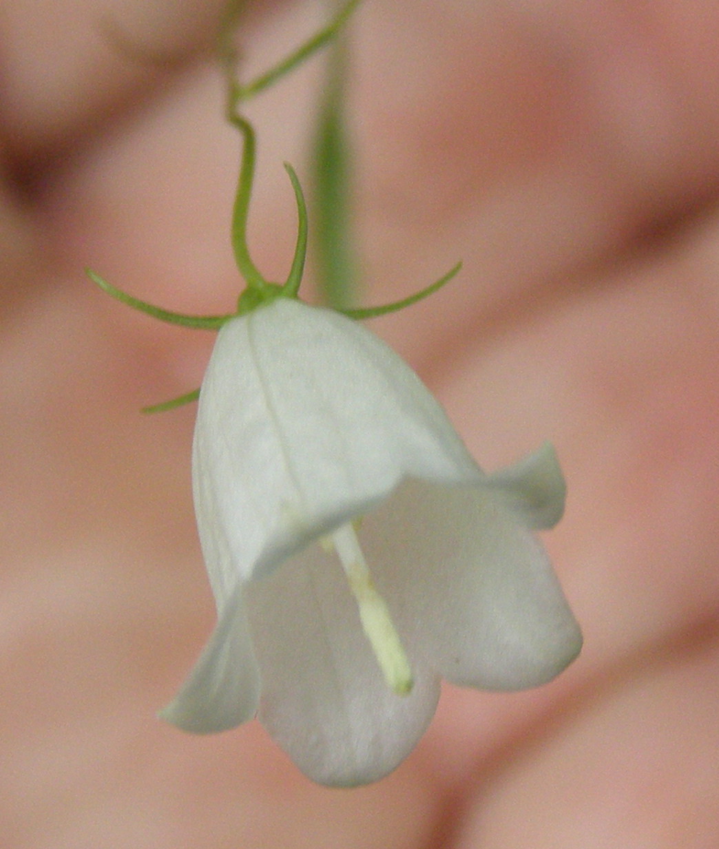 campanula da det.