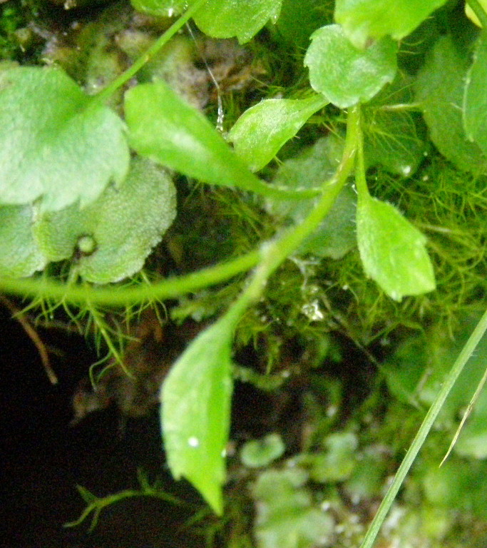 campanula da det.