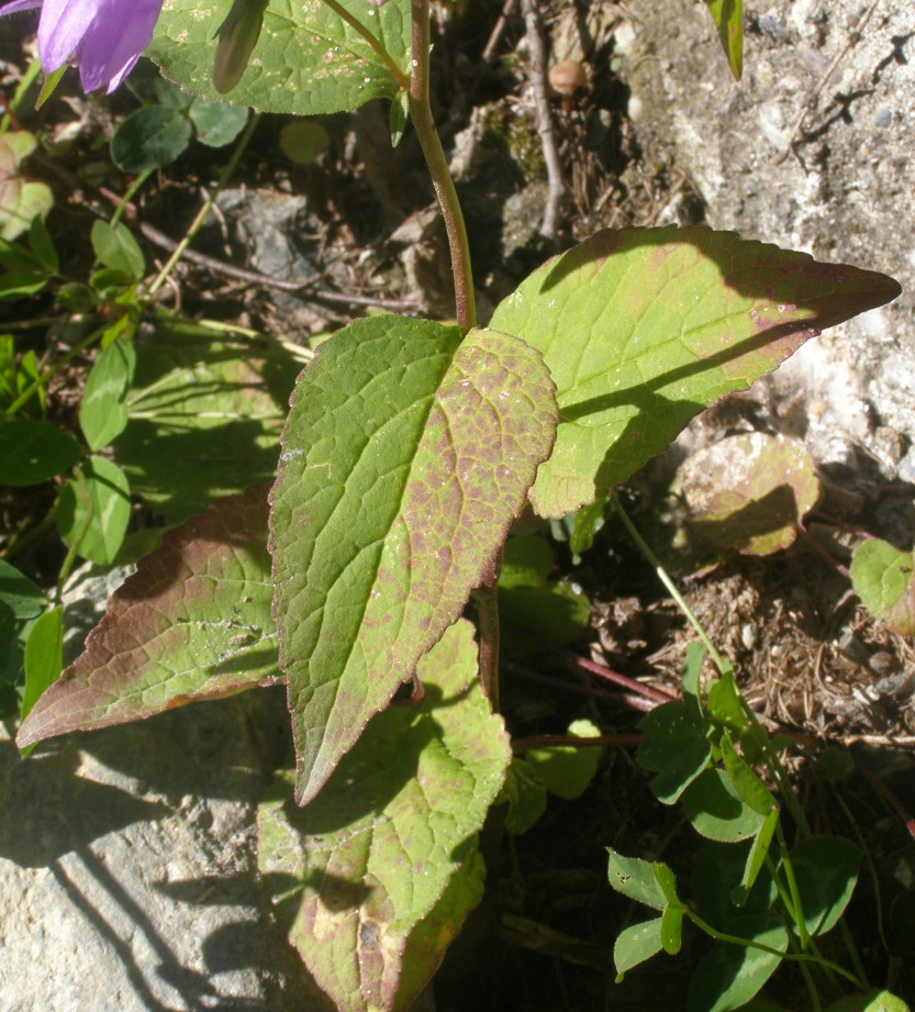 Campanula rapunculoides / Campanula serpeggiante