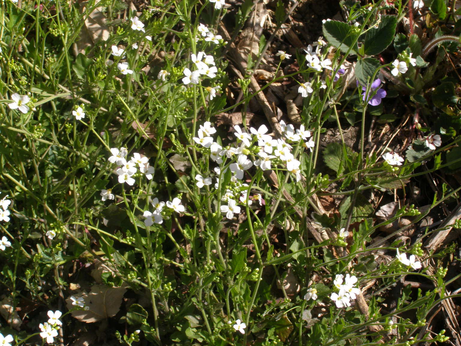 crucifera da determinare