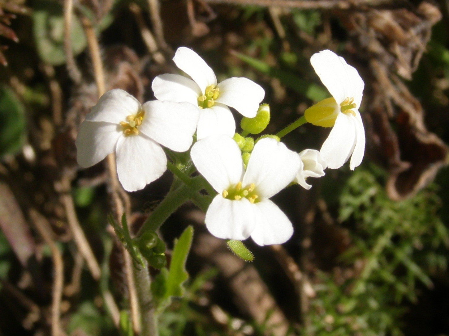 crucifera da determinare