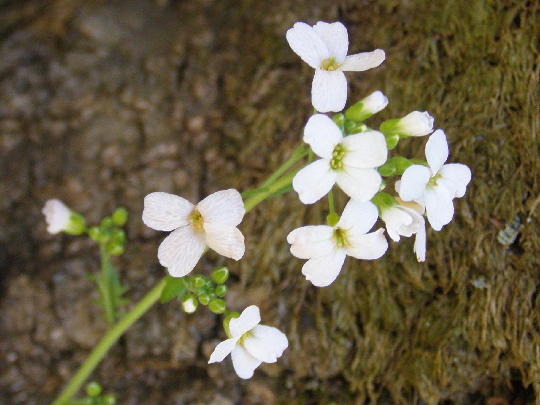 crucifera da determinare