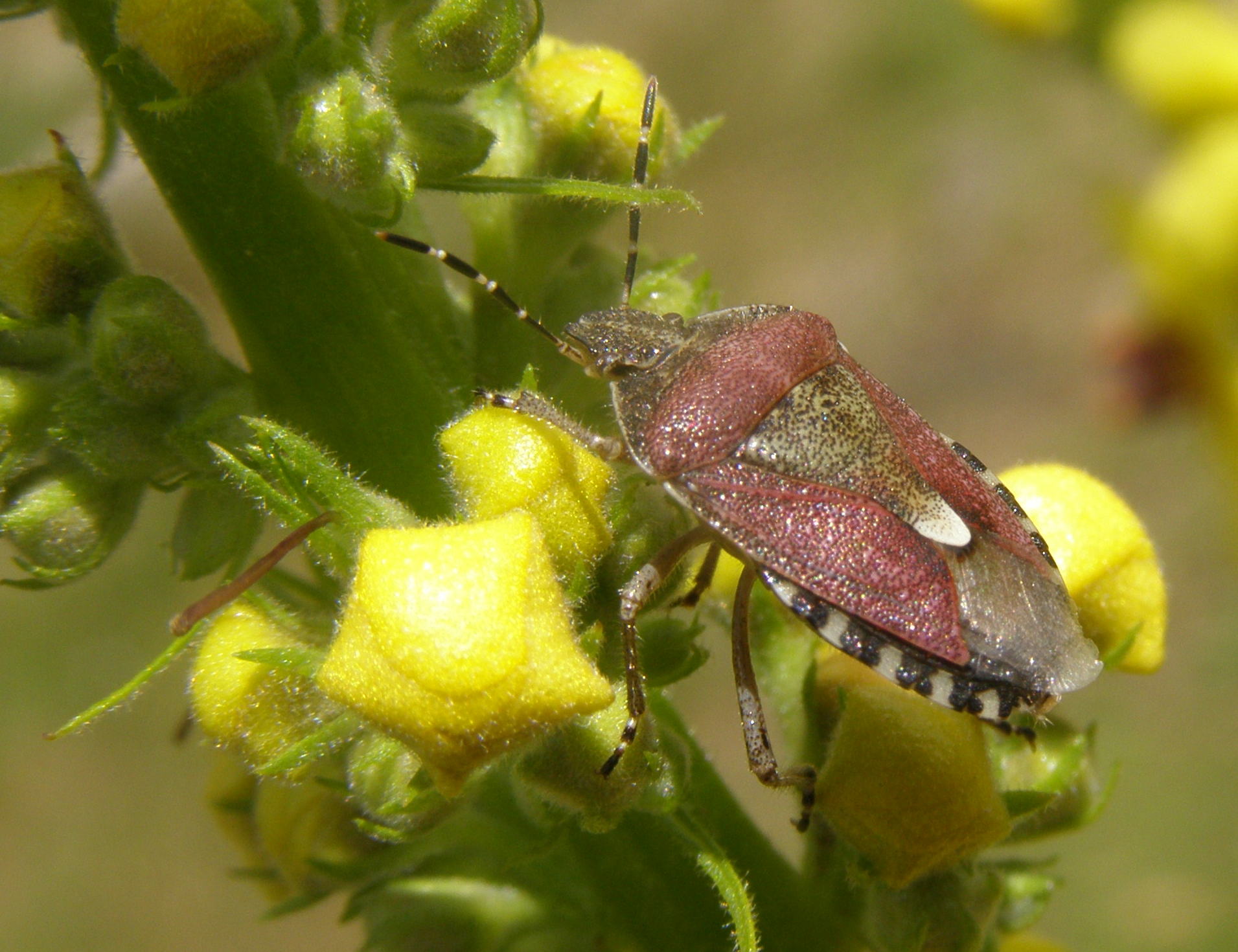 Pentatomidae: Dolycoris baccarum