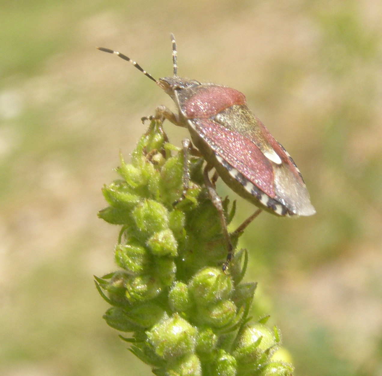 Pentatomidae: Dolycoris baccarum