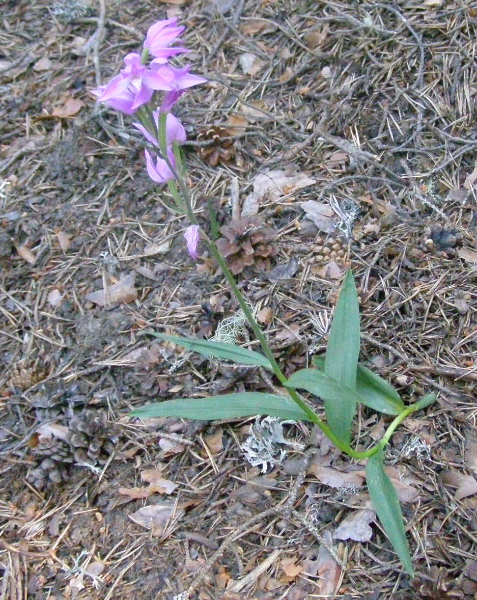 Cephalanthera rubra