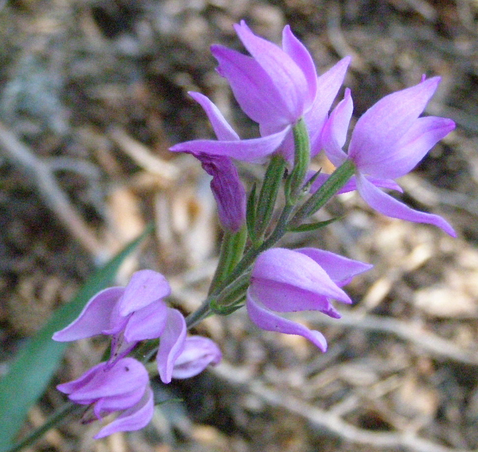 Cephalanthera rubra