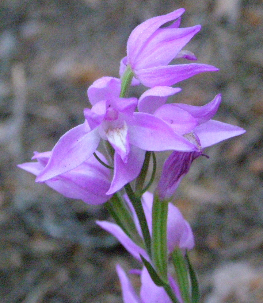 Cephalanthera rubra