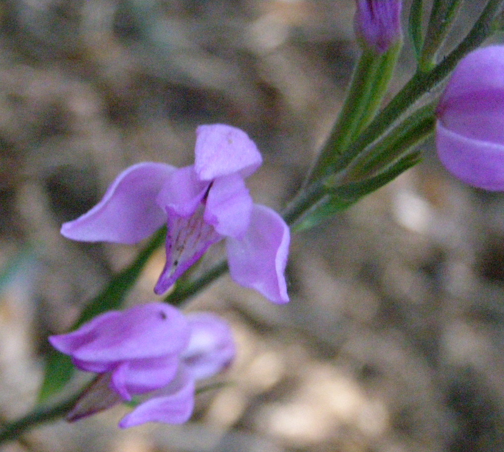 Cephalanthera rubra