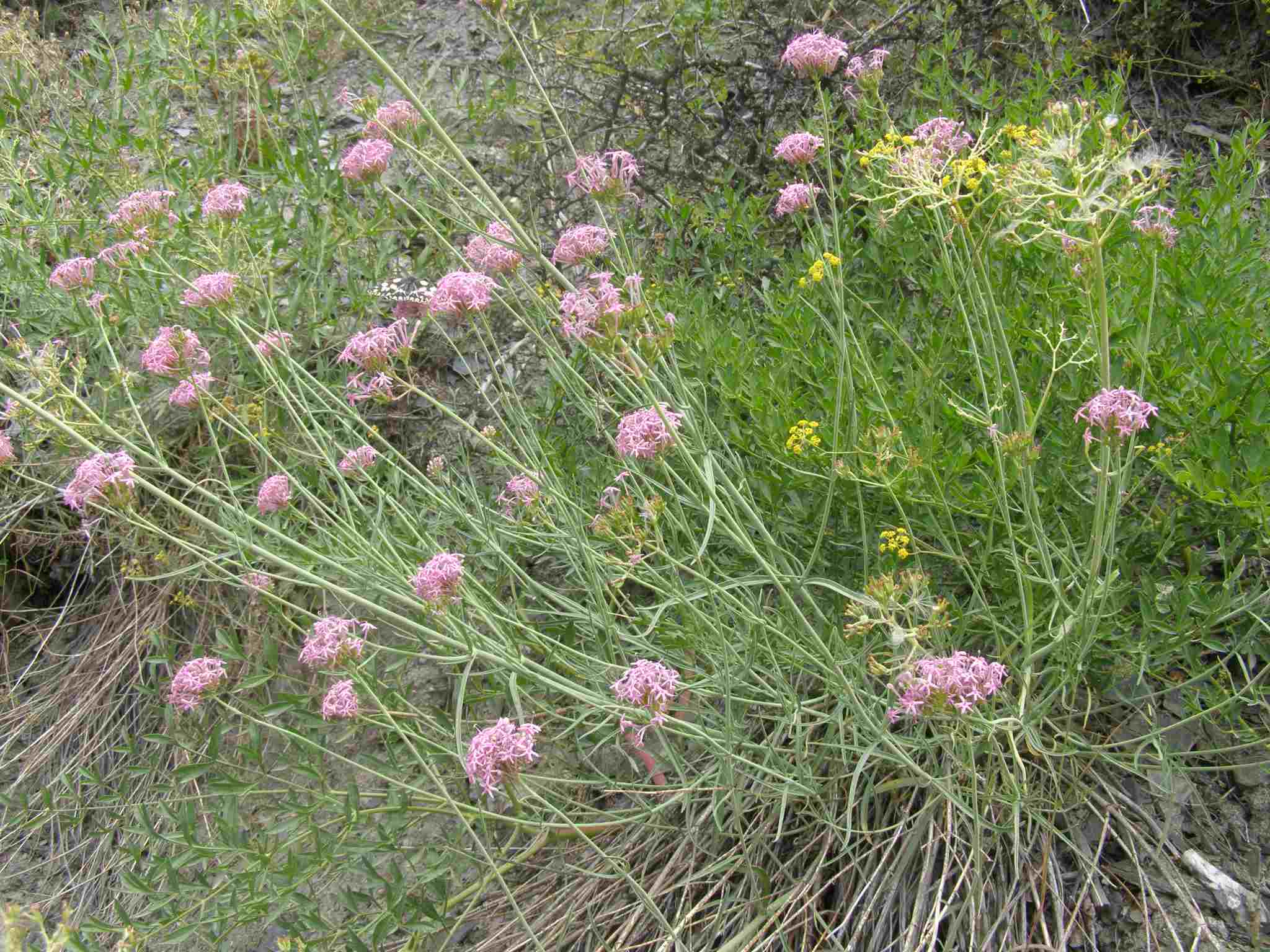 Centranthus angustifolius / Camarezza a foglia sottile