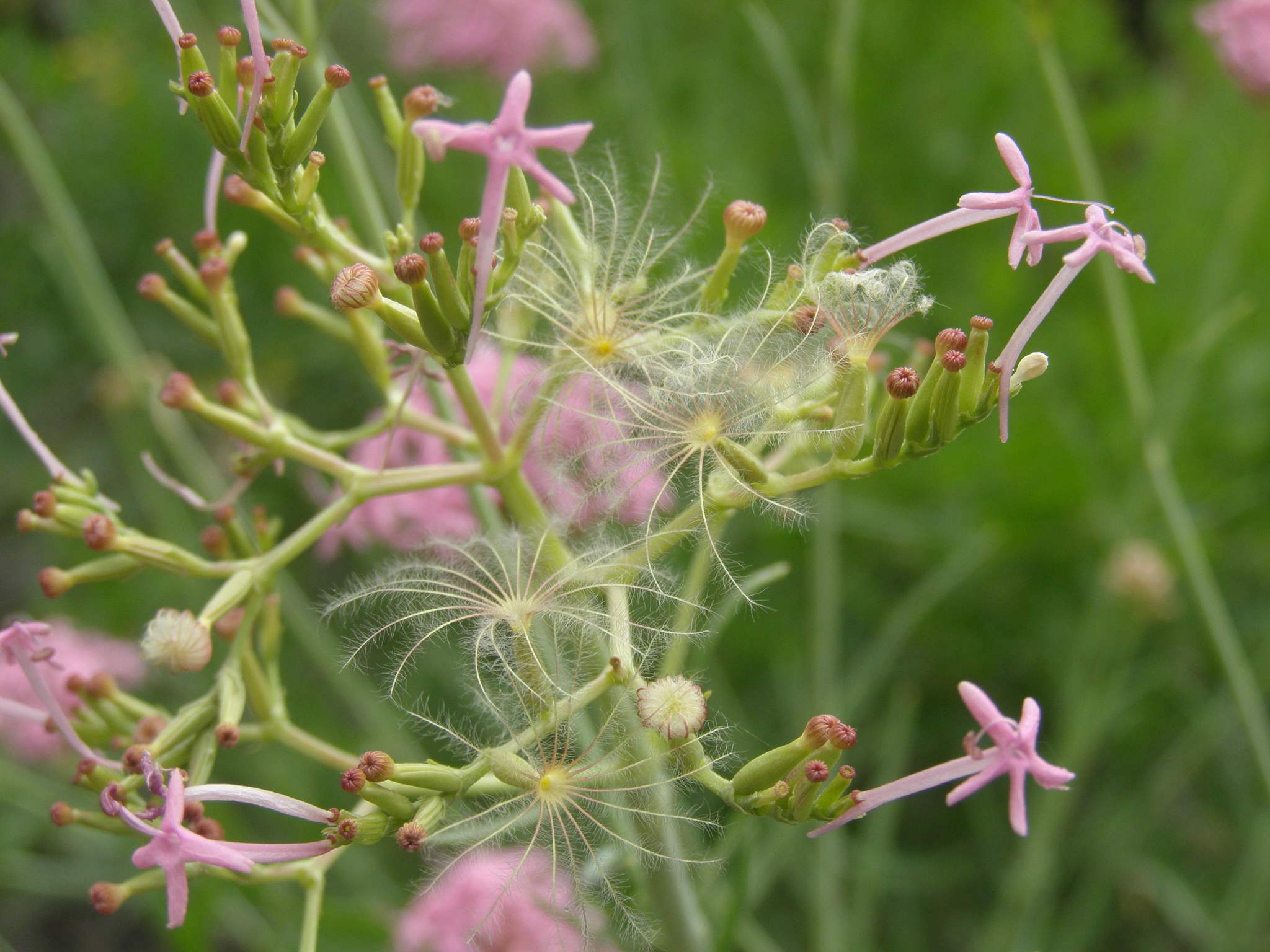 Centranthus angustifolius / Camarezza a foglia sottile