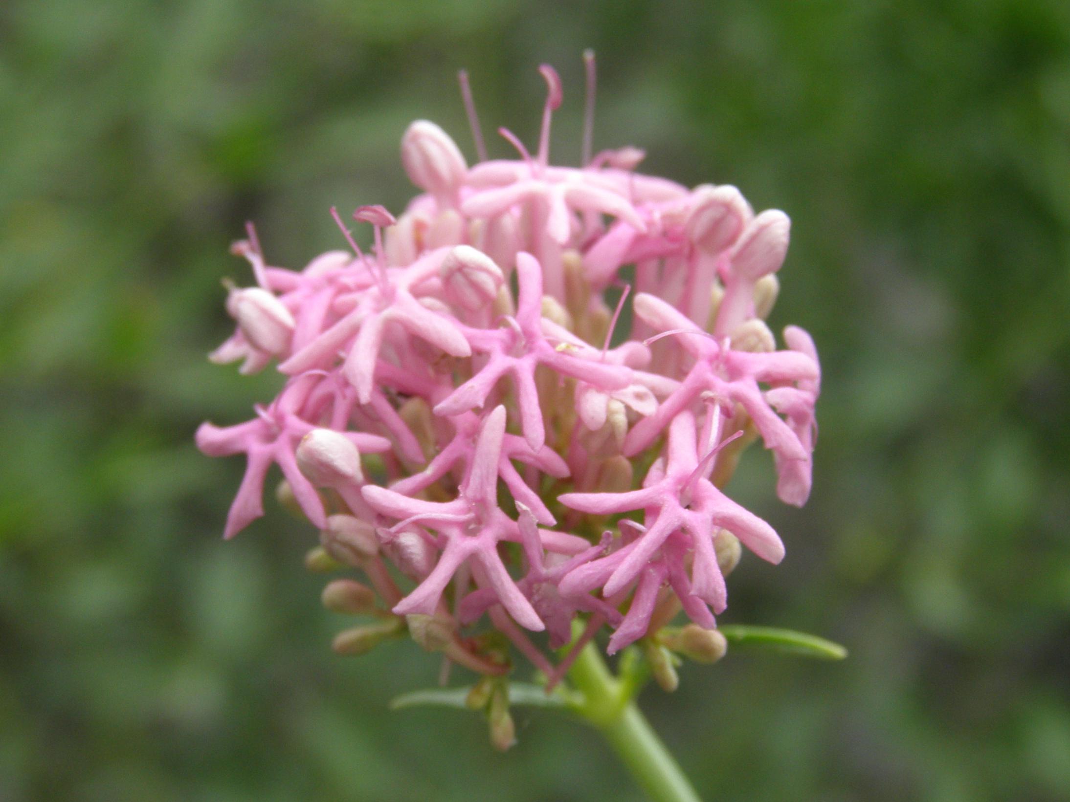 Centranthus angustifolius / Camarezza a foglia sottile