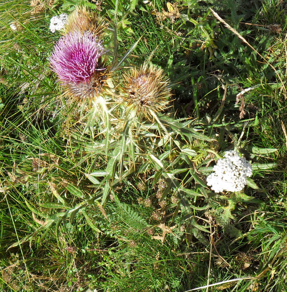 Cirsium morisianum