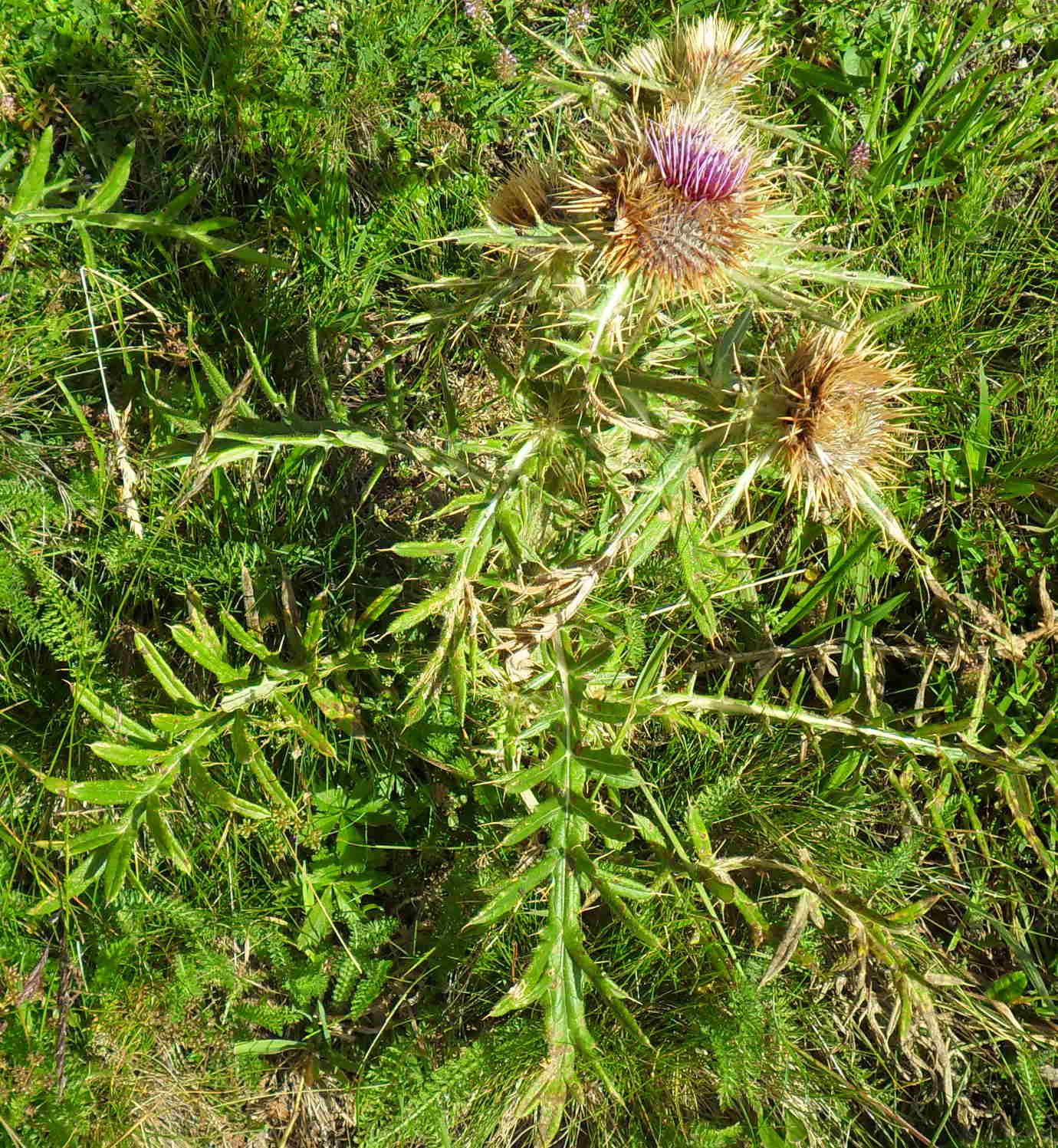 Cirsium morisianum