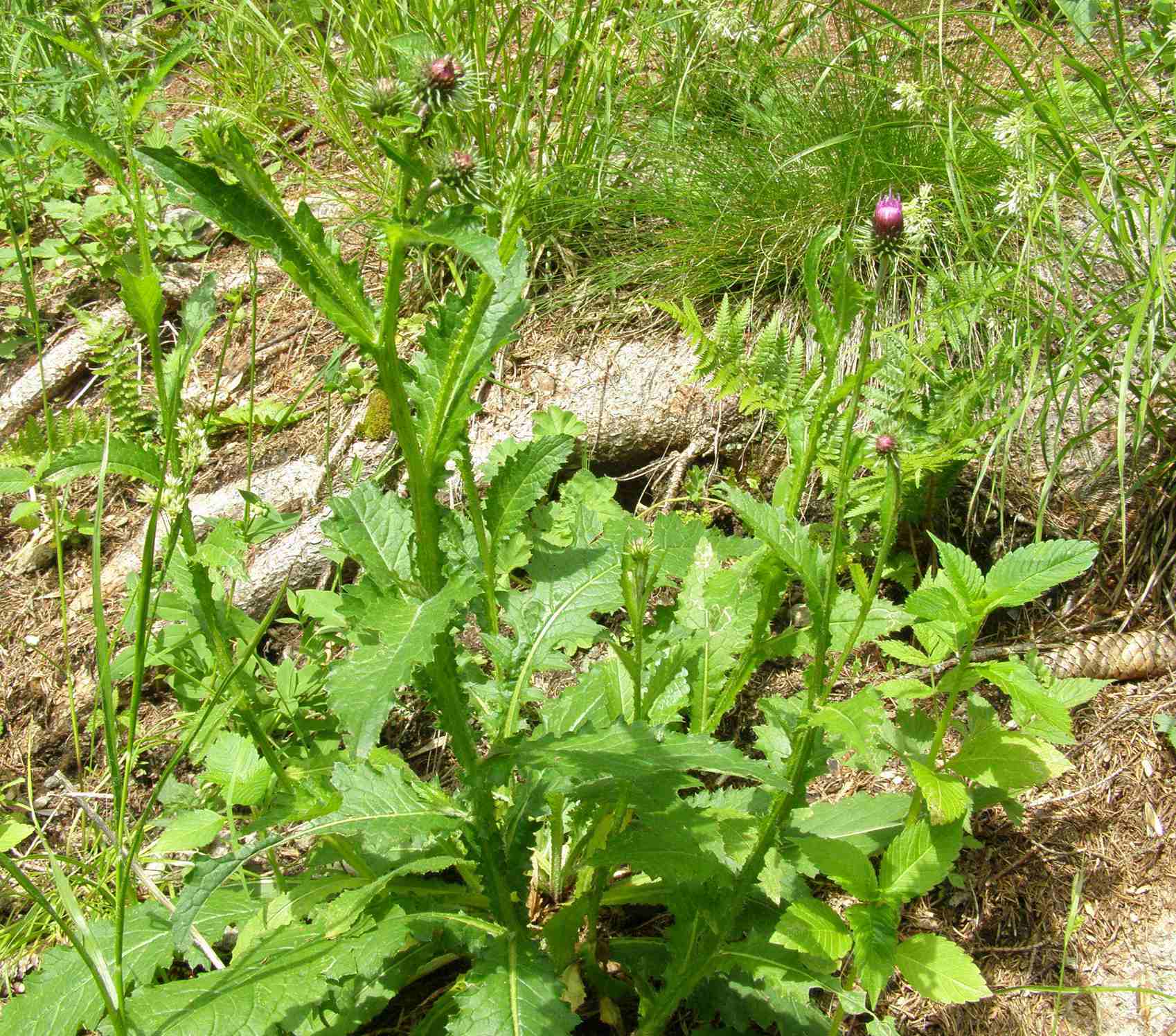 Carduus personata / Cardo personata