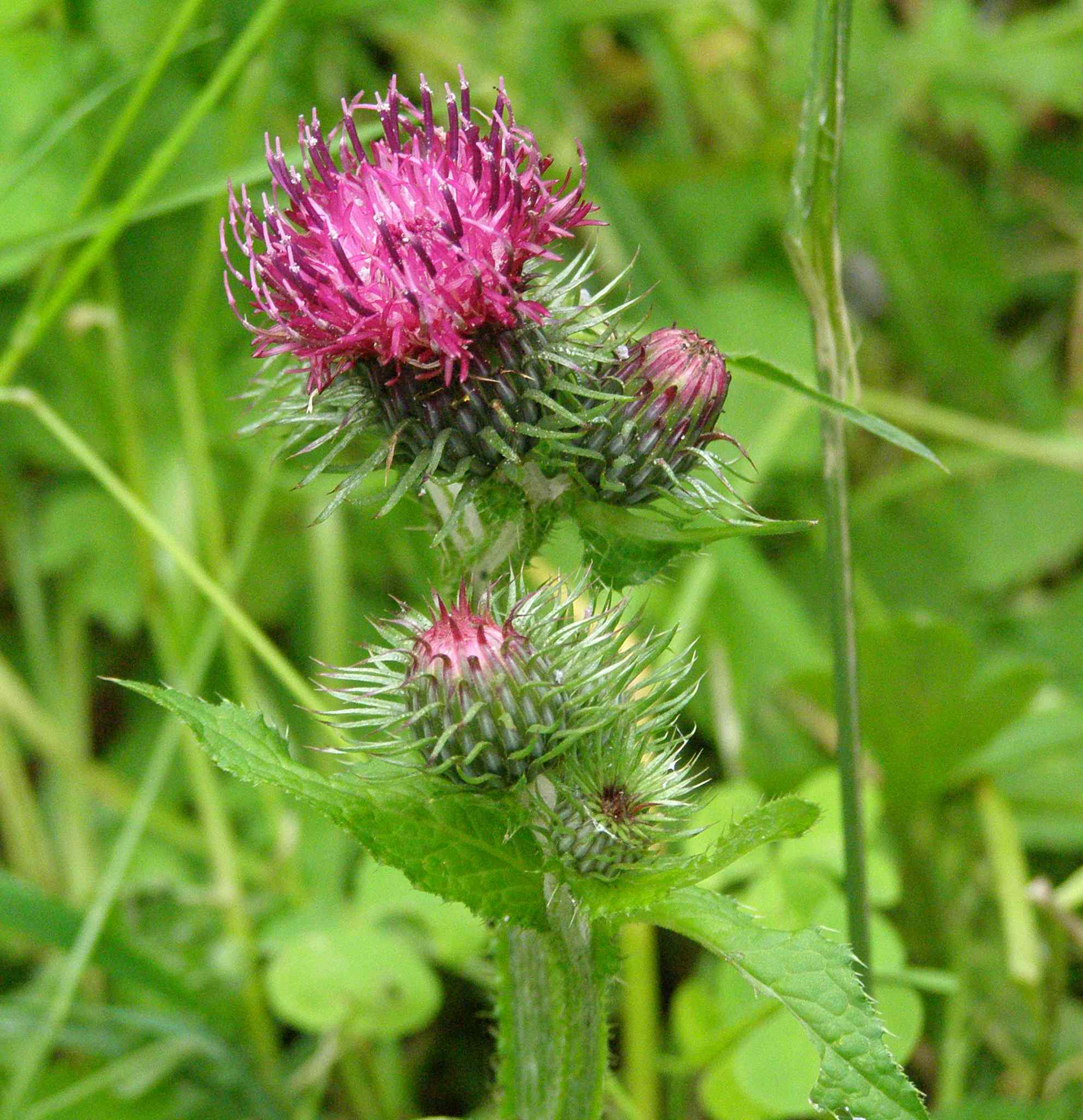 Carduus personata / Cardo personata