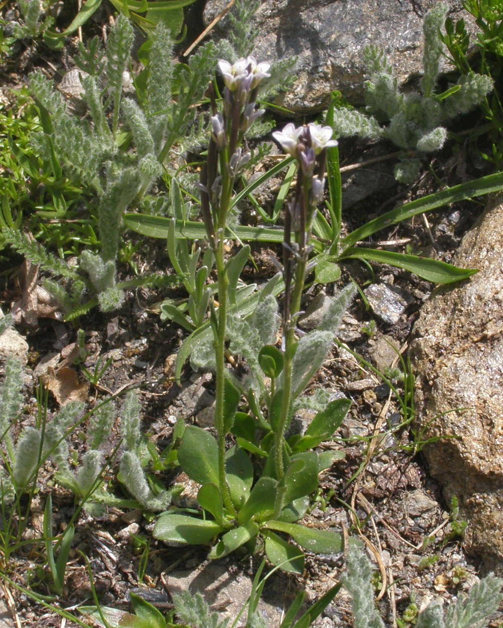 Brassicacea - Arabis caerulea