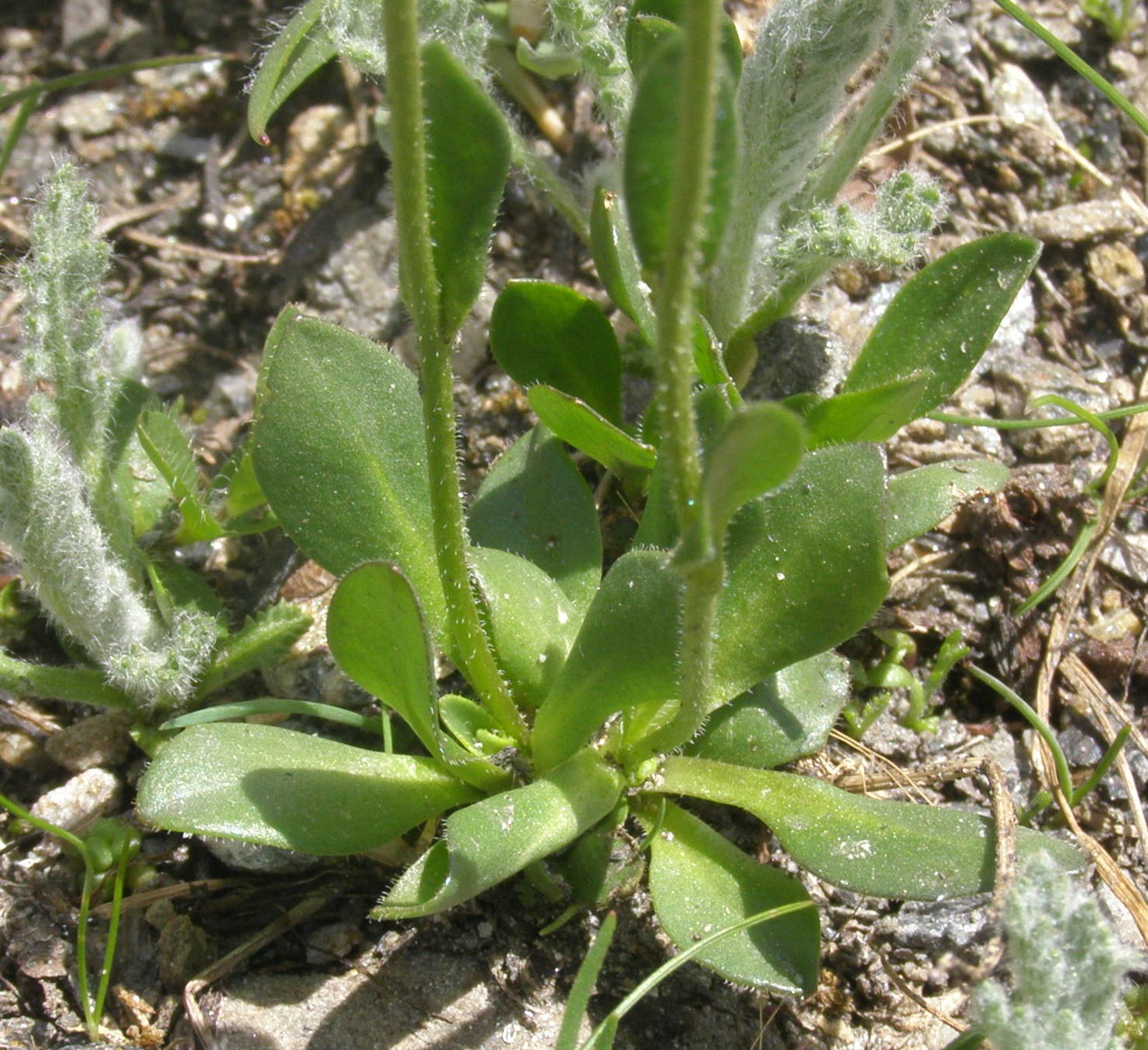 Brassicacea - Arabis caerulea
