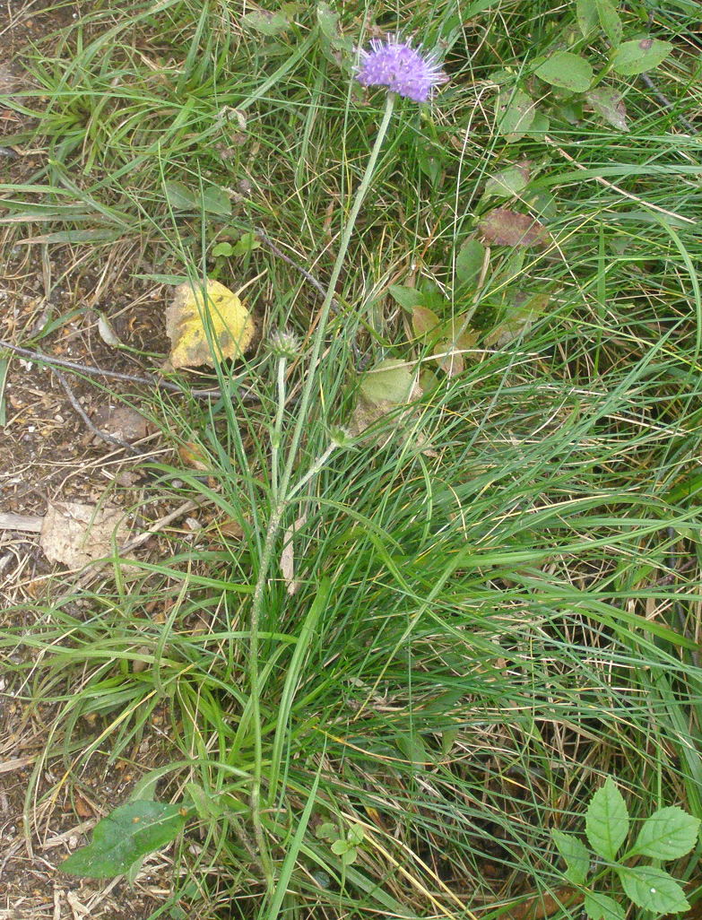 Succisa pratensis  (Dipsacales - Caprifoliaceae)