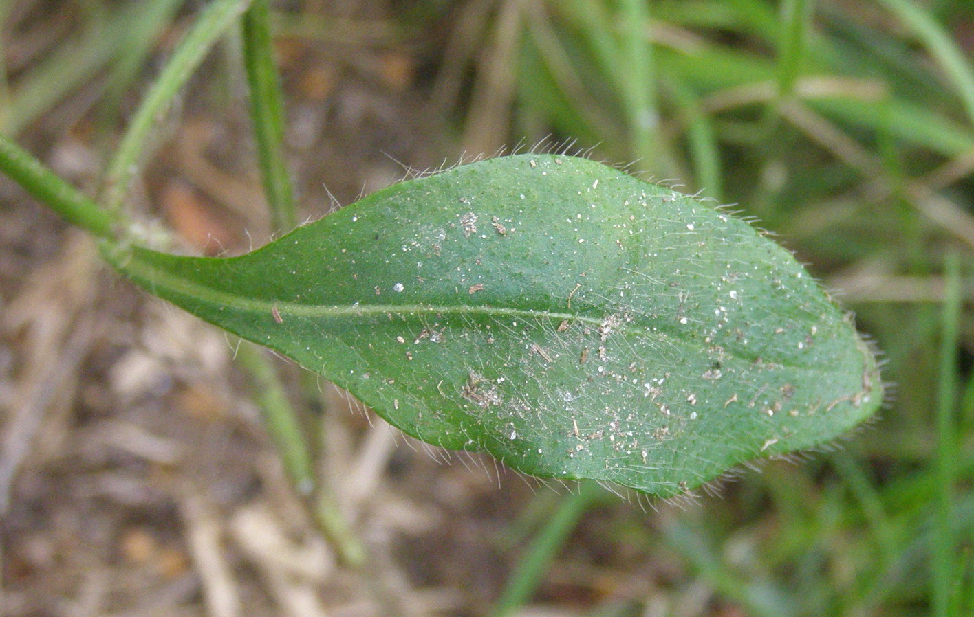 Succisa pratensis  (Dipsacales - Caprifoliaceae)