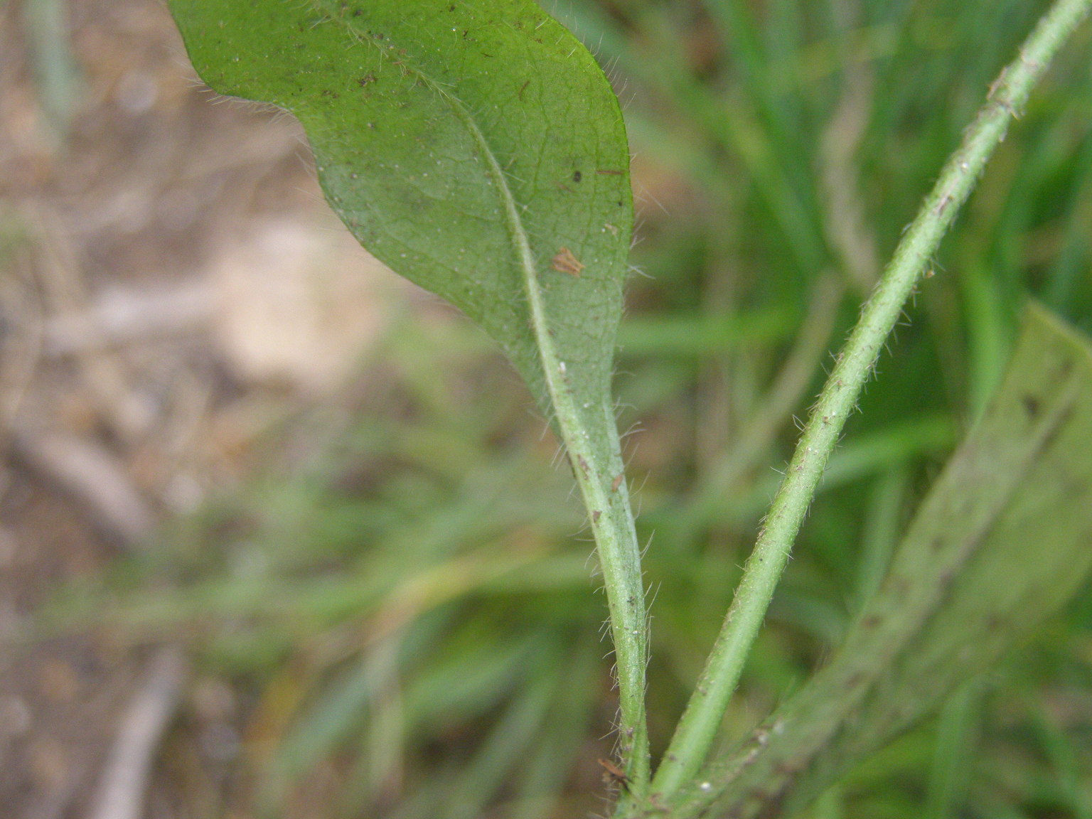 Succisa pratensis  (Dipsacales - Caprifoliaceae)