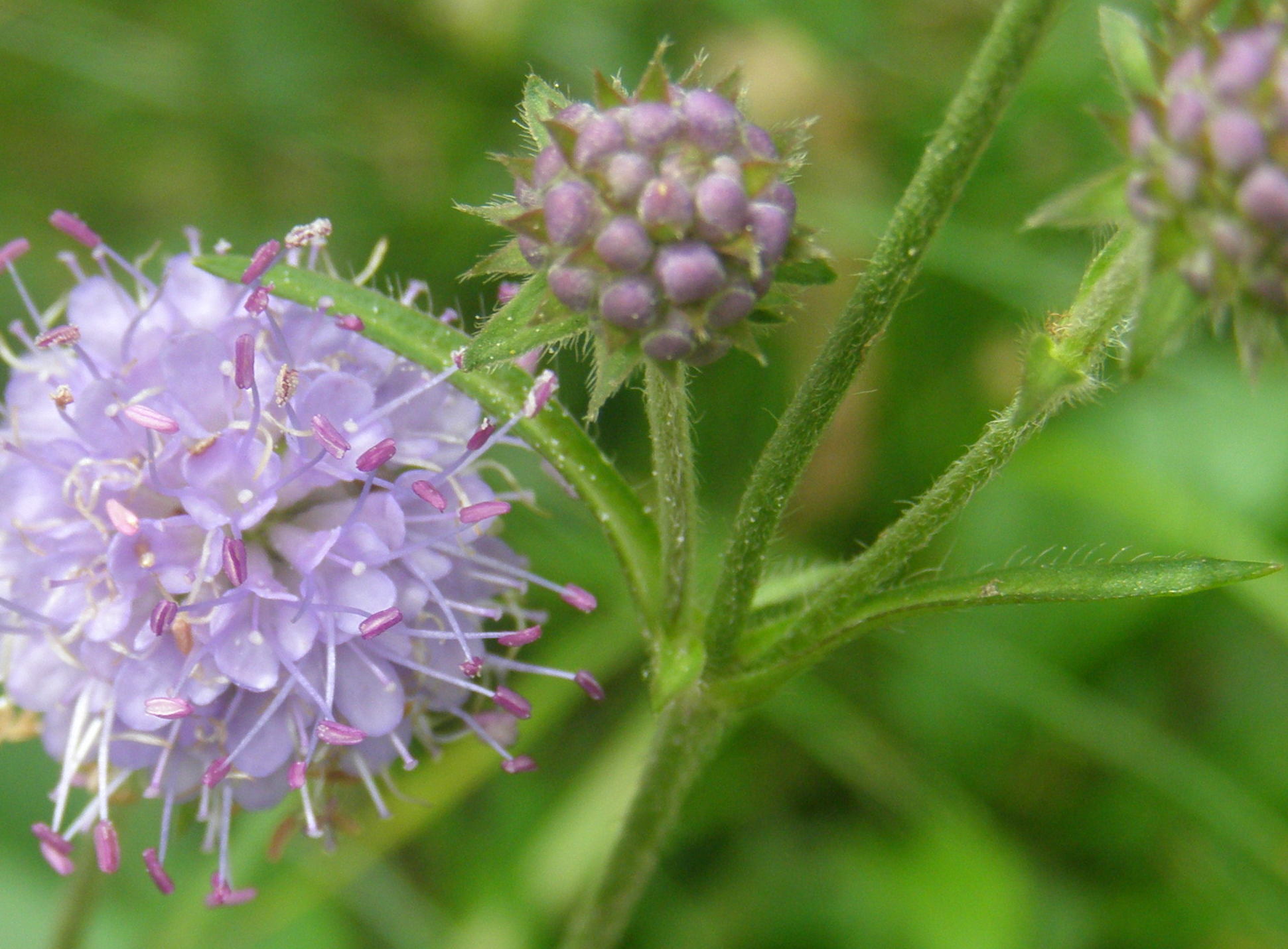 Succisa pratensis  (Dipsacales - Caprifoliaceae)