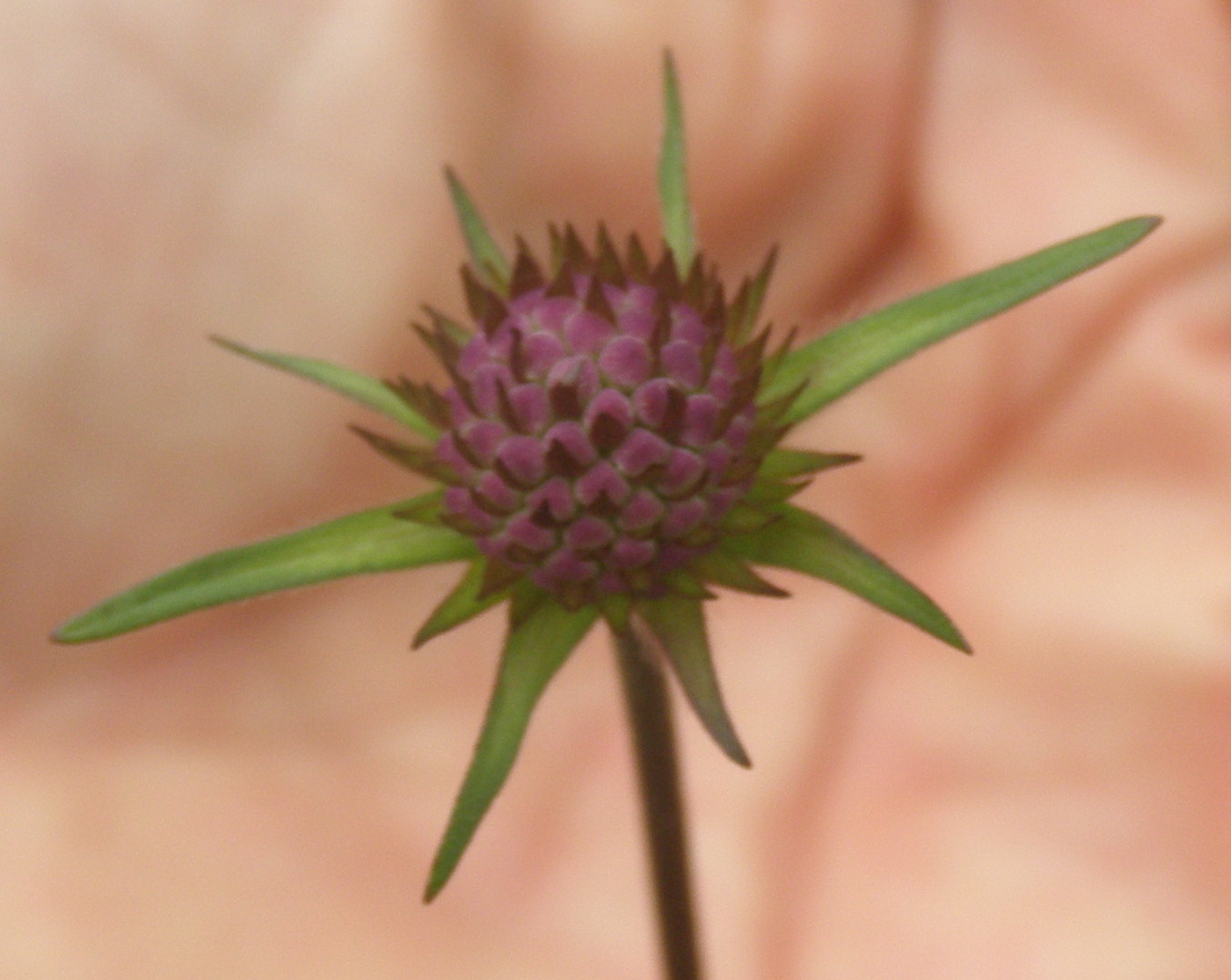 Succisa pratensis  (Dipsacales - Caprifoliaceae)