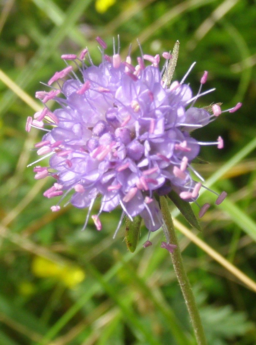 Succisa pratensis  (Dipsacales - Caprifoliaceae)