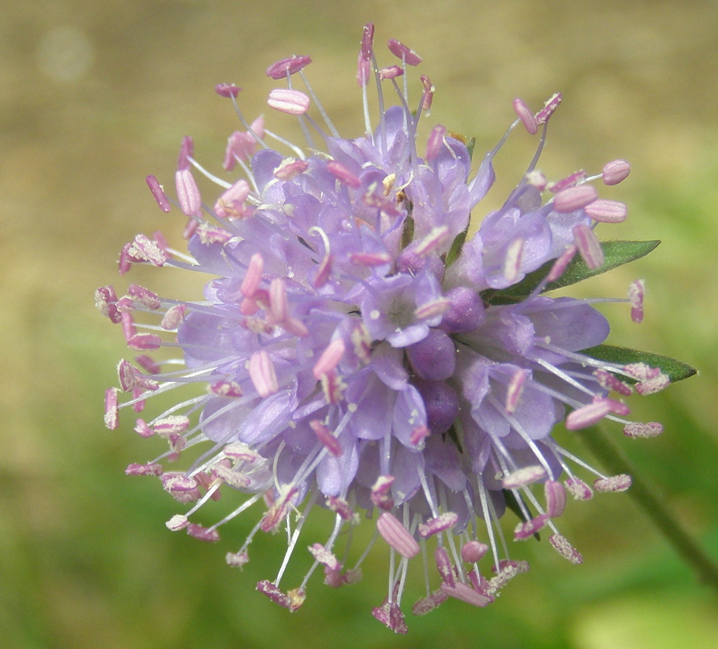 Succisa pratensis  (Dipsacales - Caprifoliaceae)